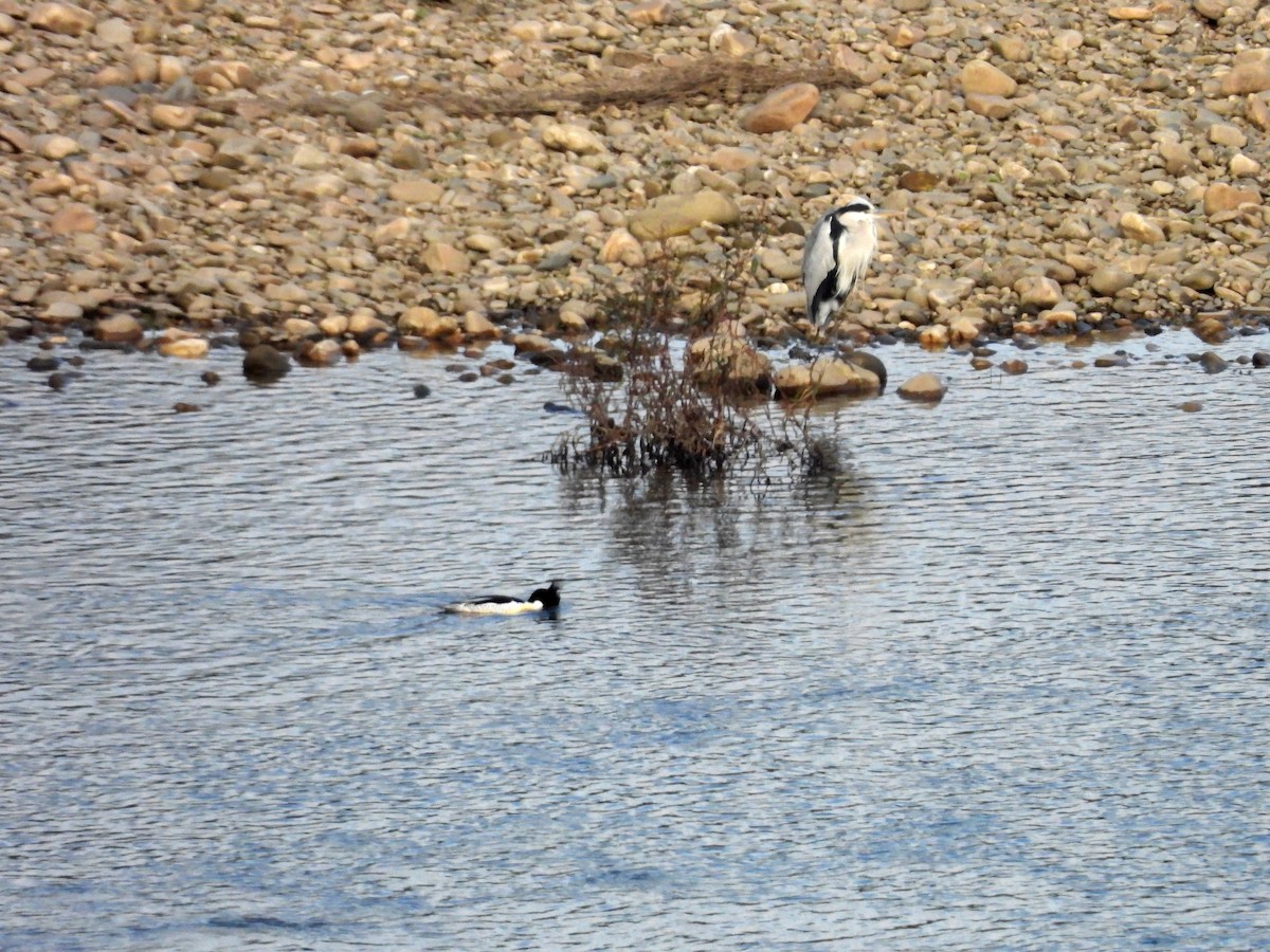 Крех китайський - ML643853649