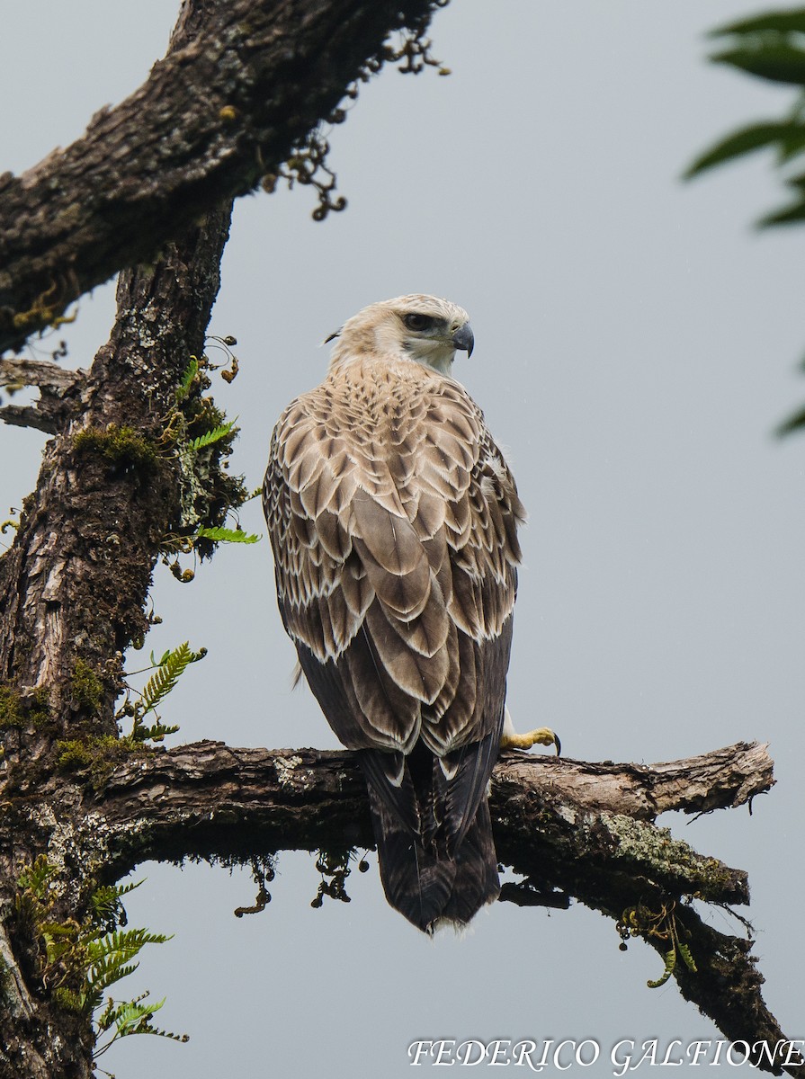Black-and-chestnut Eagle - ML643853671