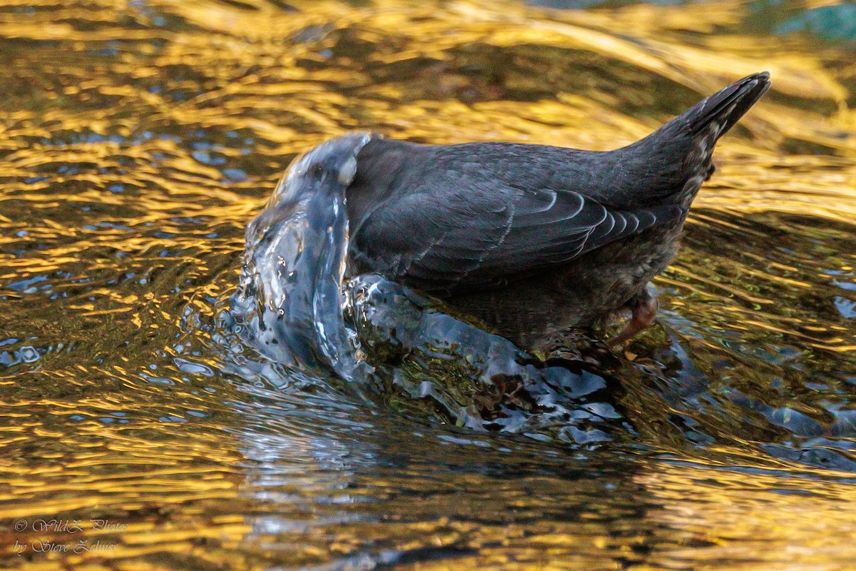 American Dipper - ML643853675