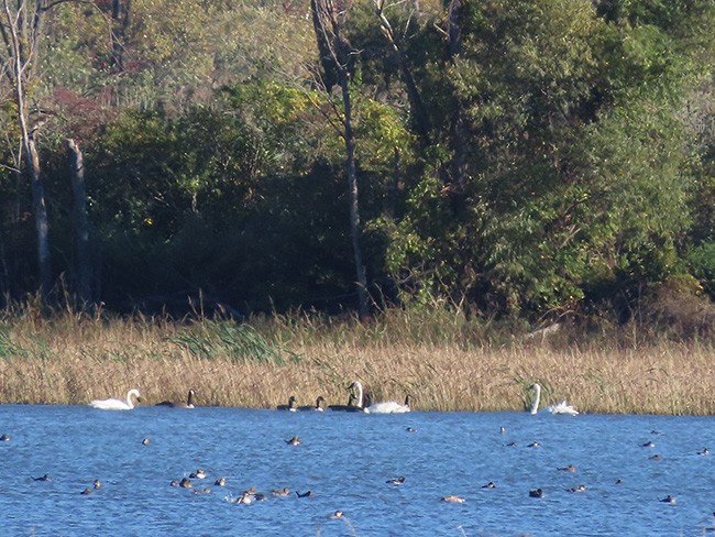 Trumpeter Swan - ML643853679