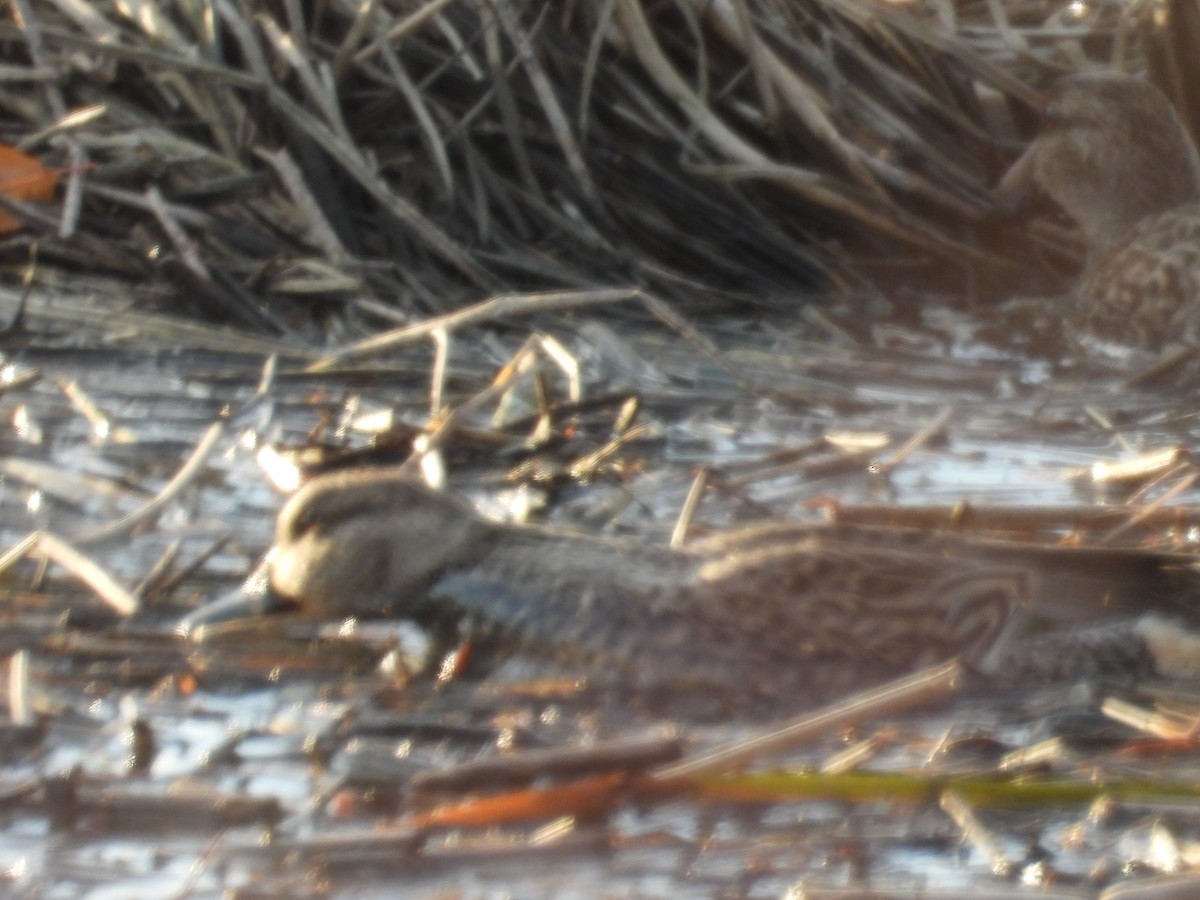 duck sp. - ML643853684
