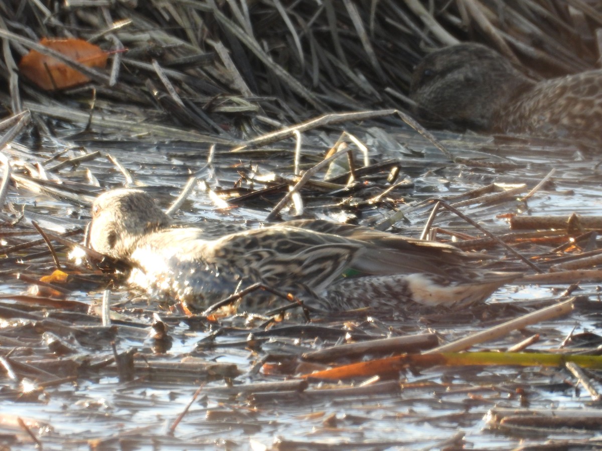duck sp. - ML643853685
