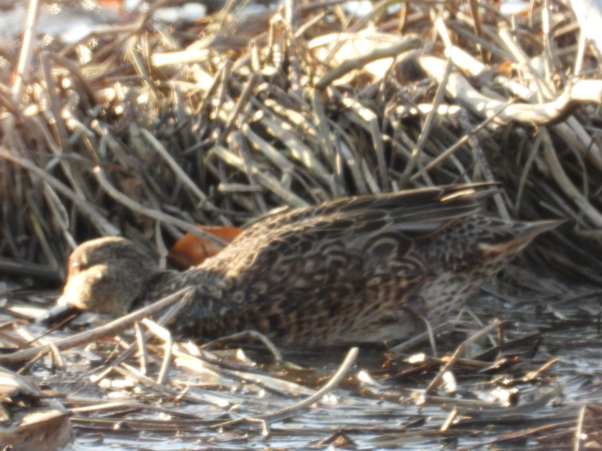 duck sp. - ML643853686