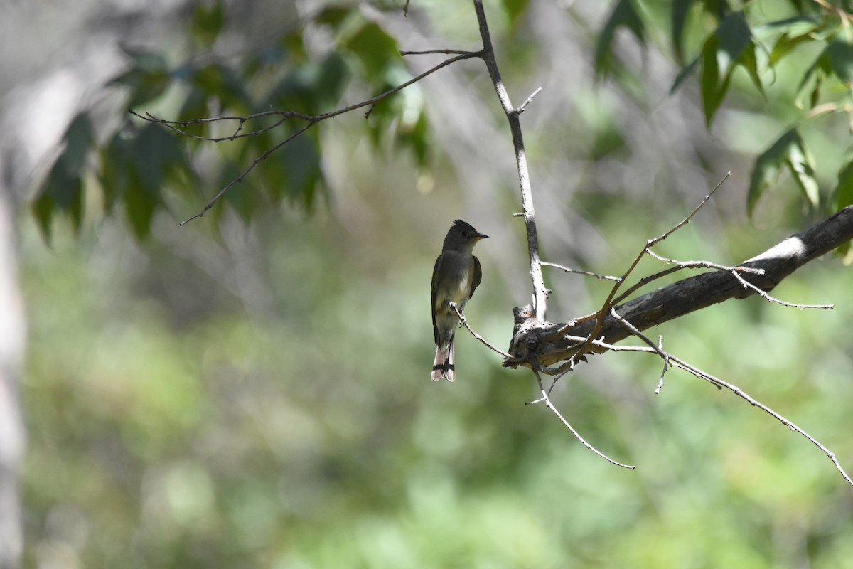 Western Wood-Pewee - ML643853697