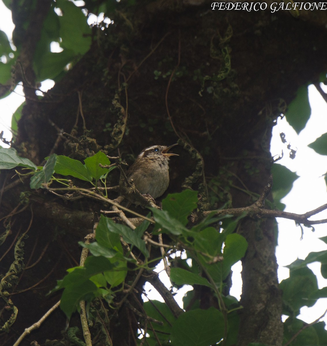Mountain Wren - ML643853711