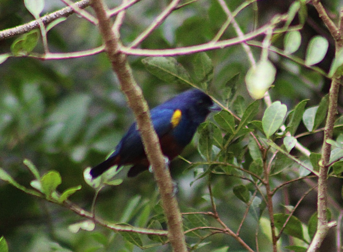 Chestnut-bellied Euphonia - ML643853713