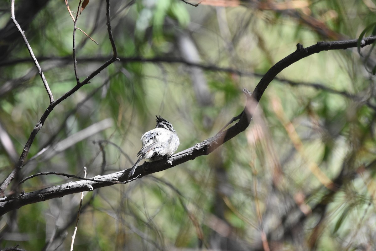 Bridled Titmouse - ML643853718
