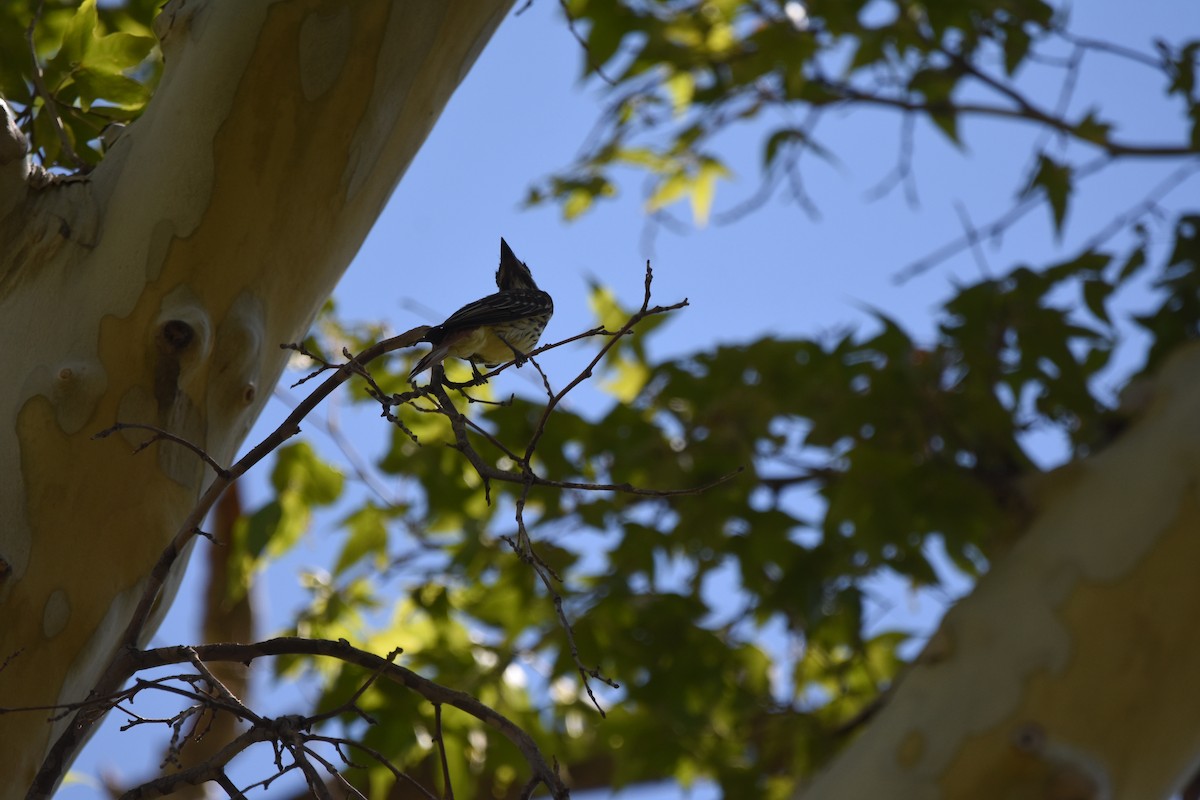 Sulphur-bellied Flycatcher - ML643853723