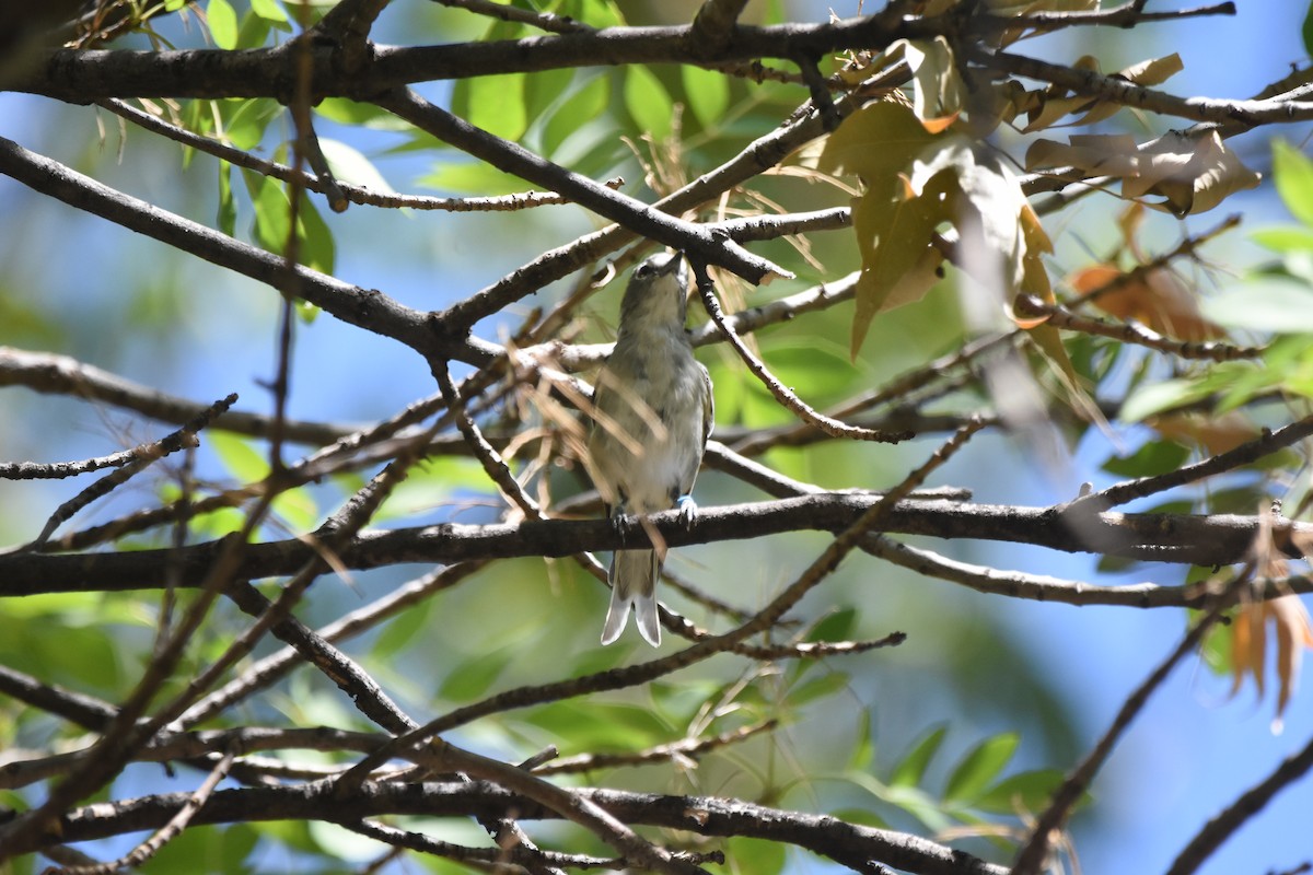 Plumbeous Vireo - ML643853739