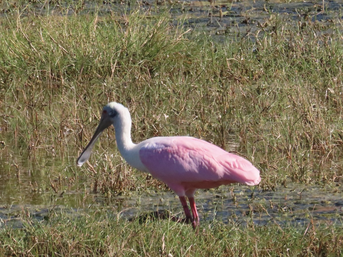 Espátula Rosada - ML643853748
