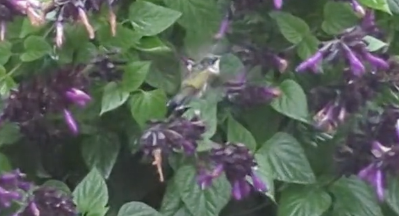 Ruby-throated Hummingbird - ML643853757