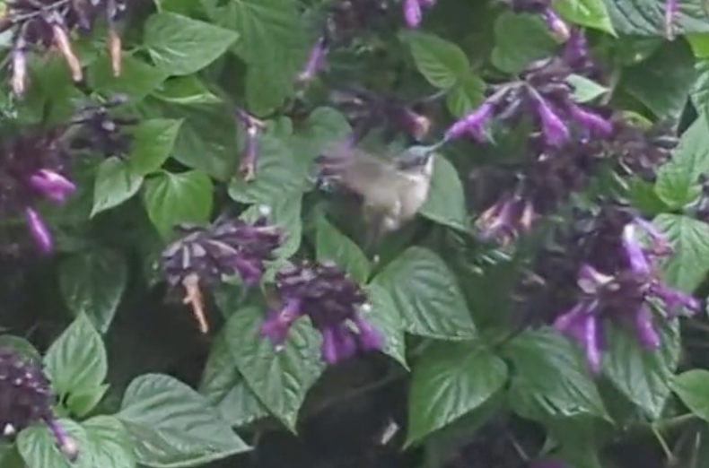 Ruby-throated Hummingbird - ML643853758