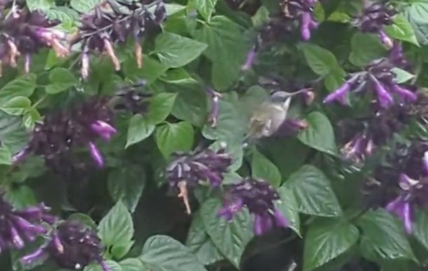 Ruby-throated Hummingbird - ML643853759