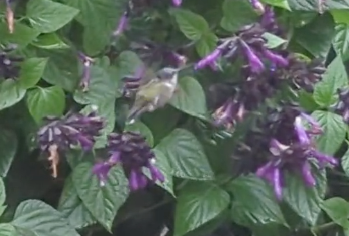 Ruby-throated Hummingbird - ML643853760