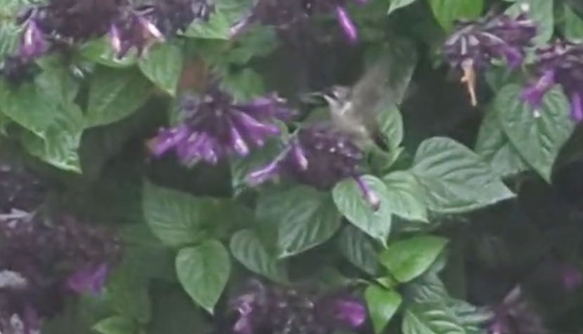 Ruby-throated Hummingbird - ML643853761
