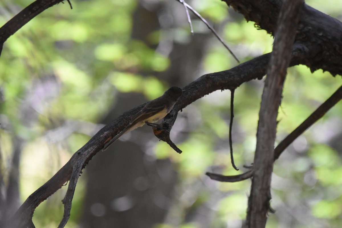 Dusky-capped Flycatcher - ML643853764