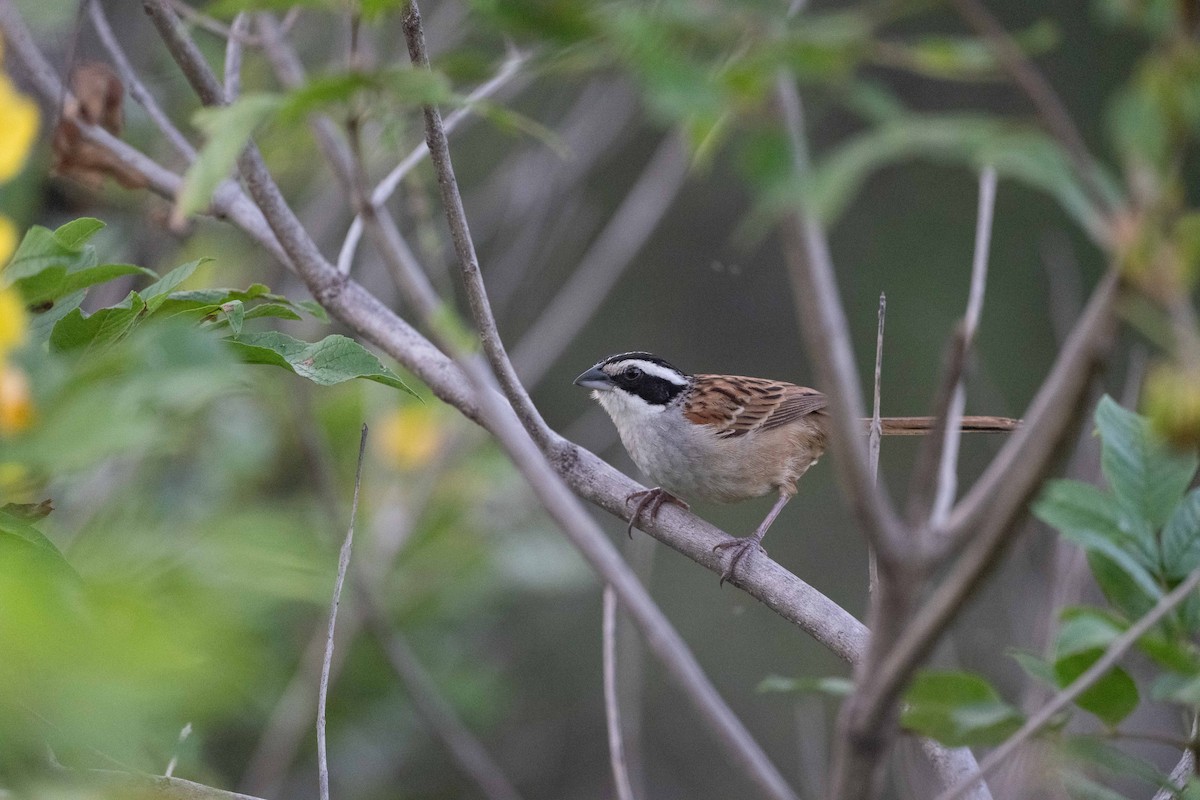 Чінголо широкобровий - ML643853765