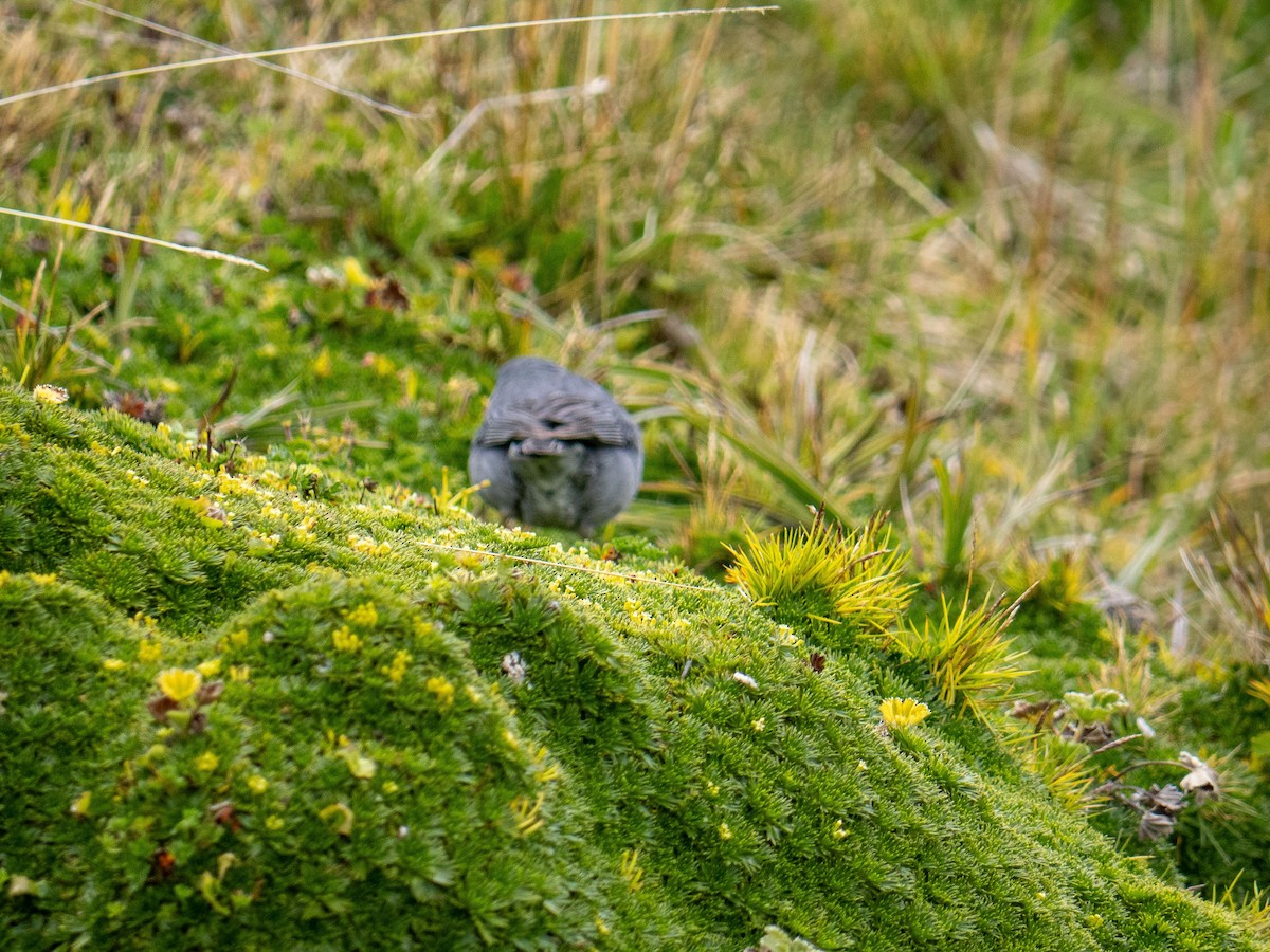 Plumbeous Sierra Finch - ML643853772