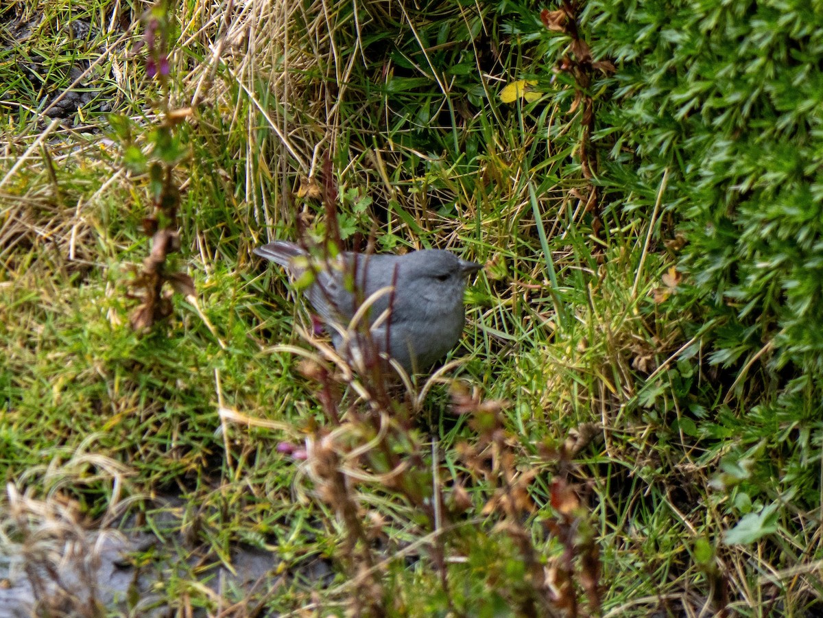 Plumbeous Sierra Finch - ML643853773