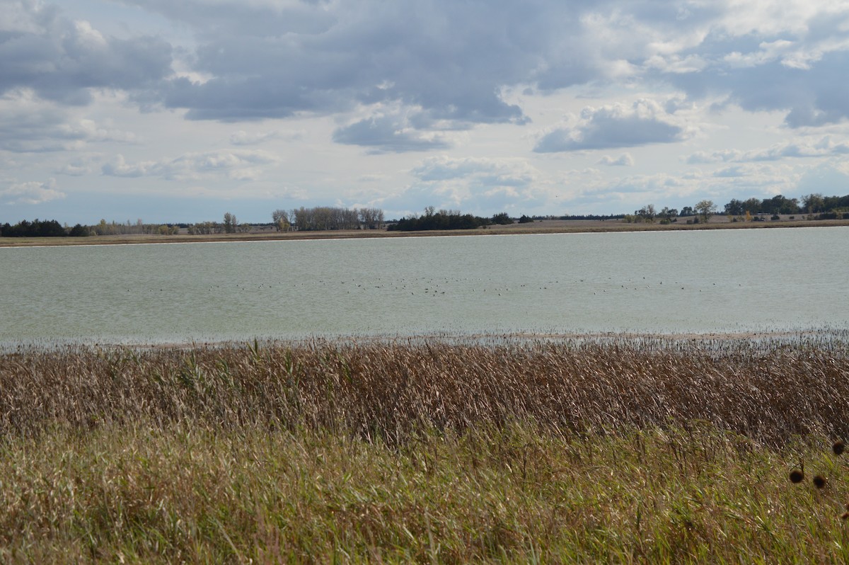 American Avocet - ML643853775