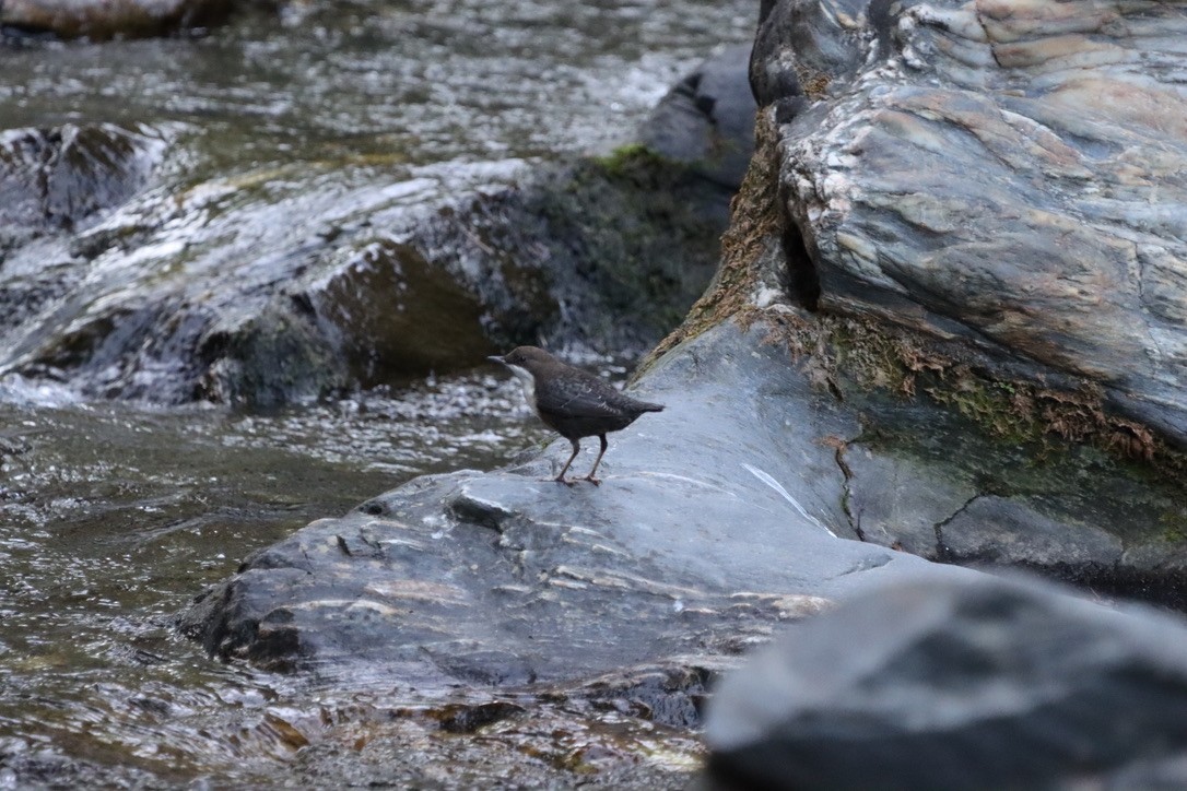 White-throated Dipper - ML643853782