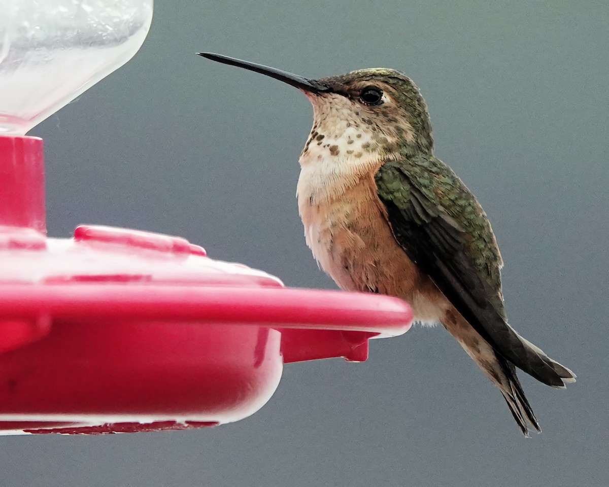Rufous Hummingbird - ML643853786