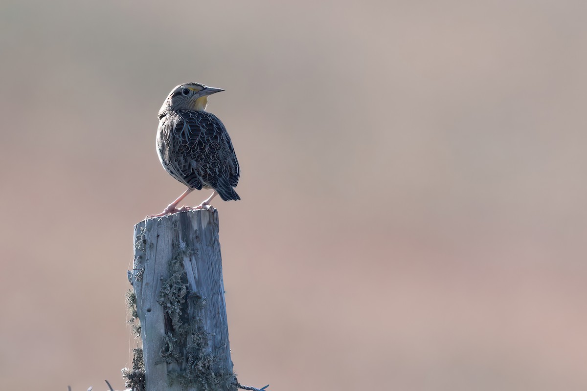 Western Meadowlark - ML643853787