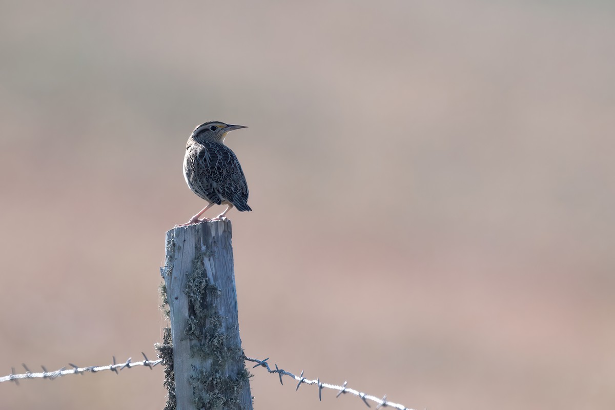 Western Meadowlark - ML643853788