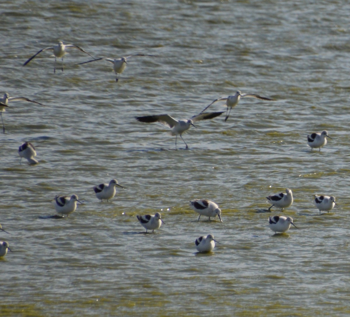 American Avocet - ML643853798