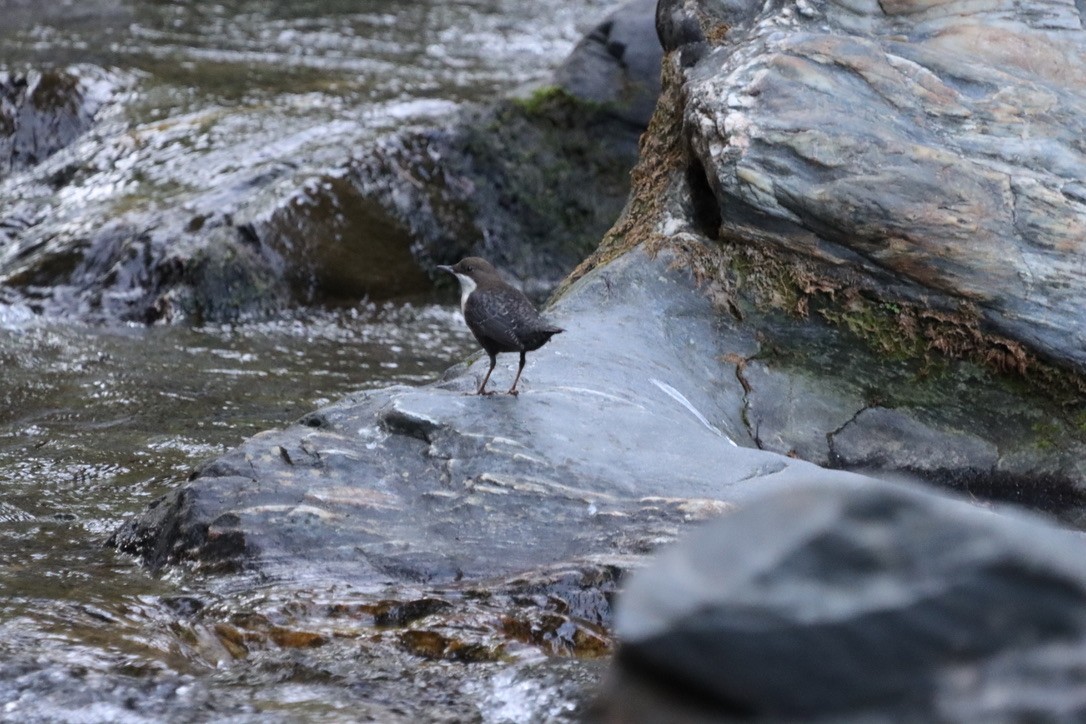 White-throated Dipper - ML643853803