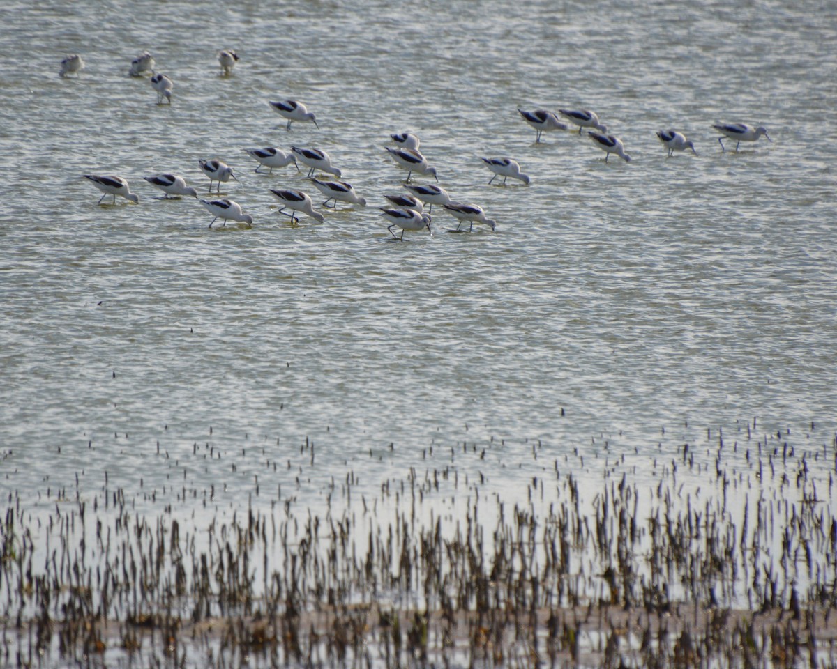 American Avocet - ML643853804