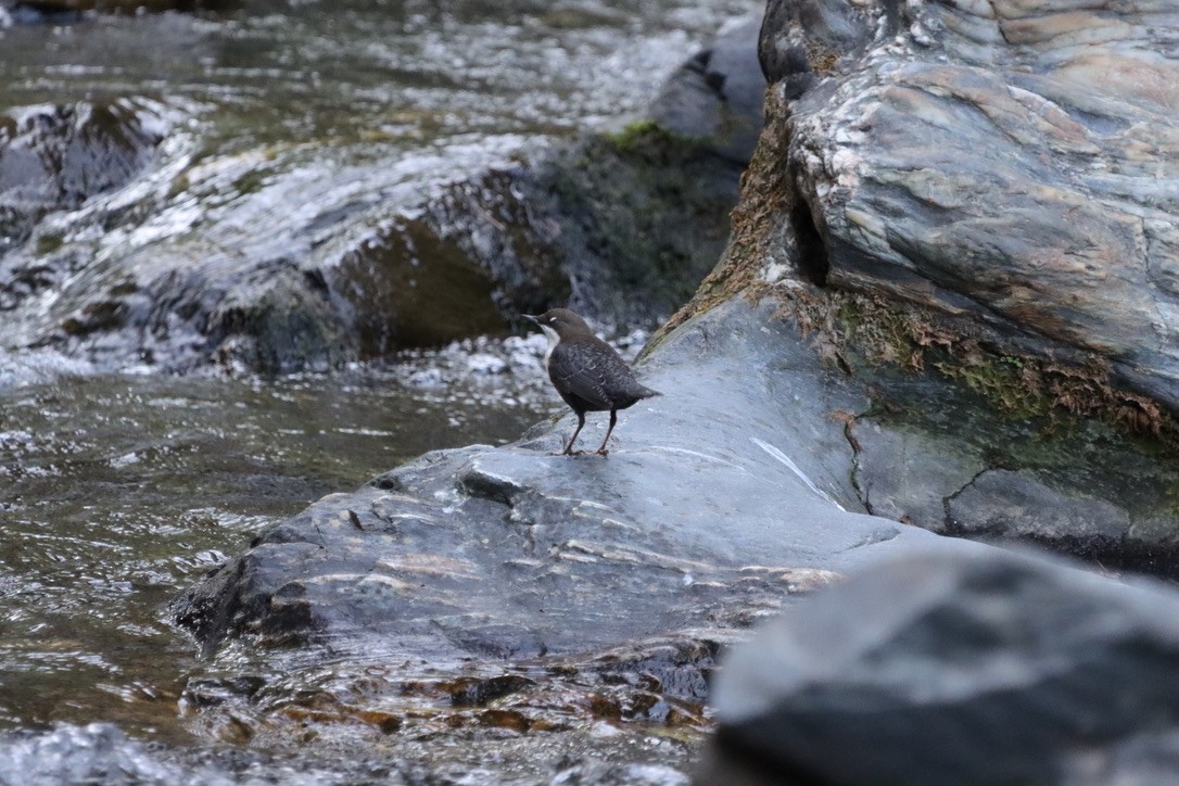 White-throated Dipper - ML643853812