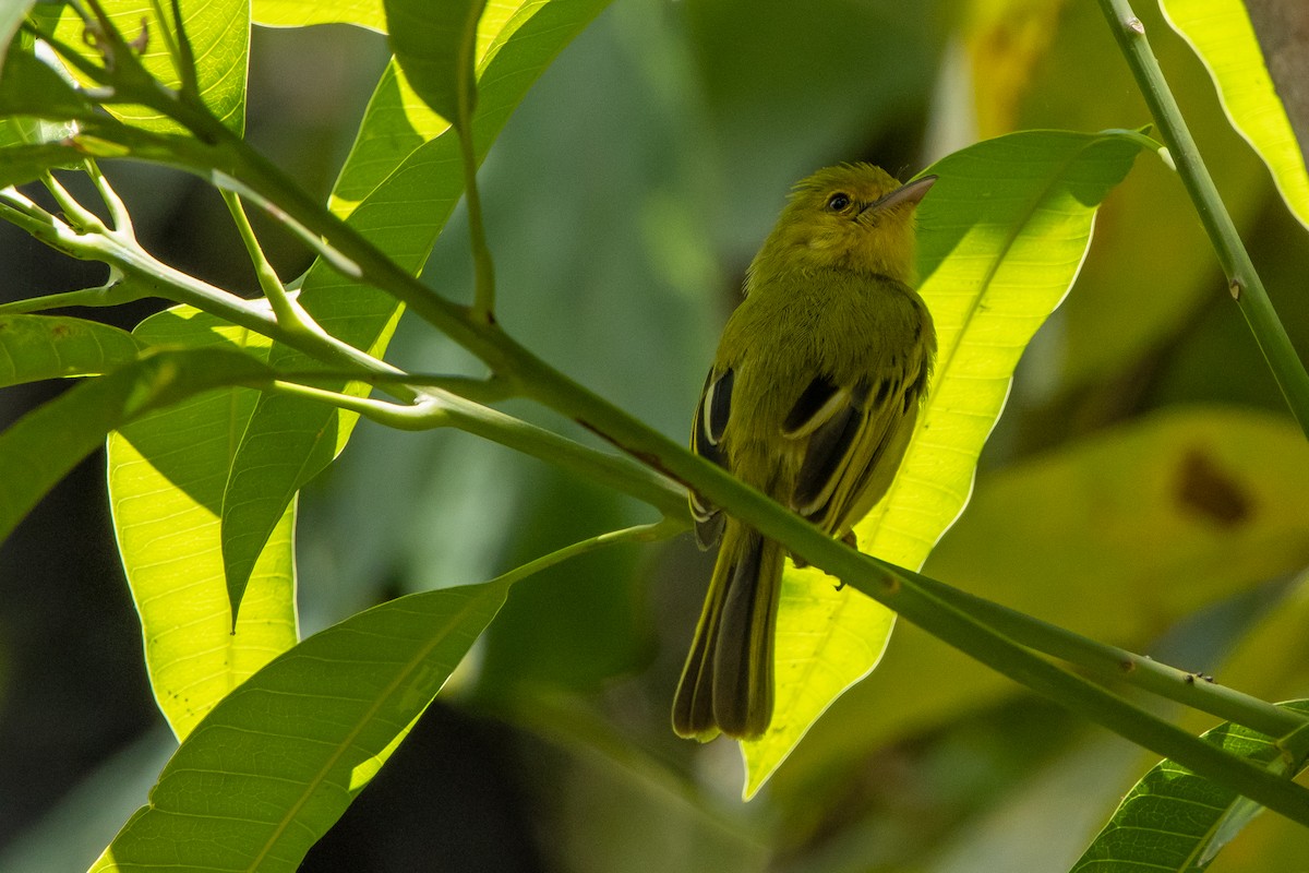 Ochre-lored Flatbill - ML643853816