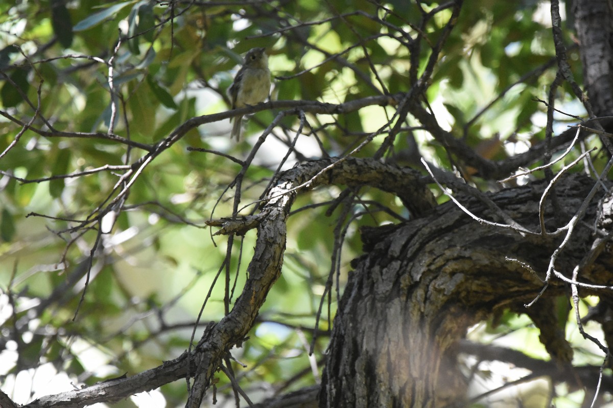 Hutton's Vireo (Interior) - ML643853822