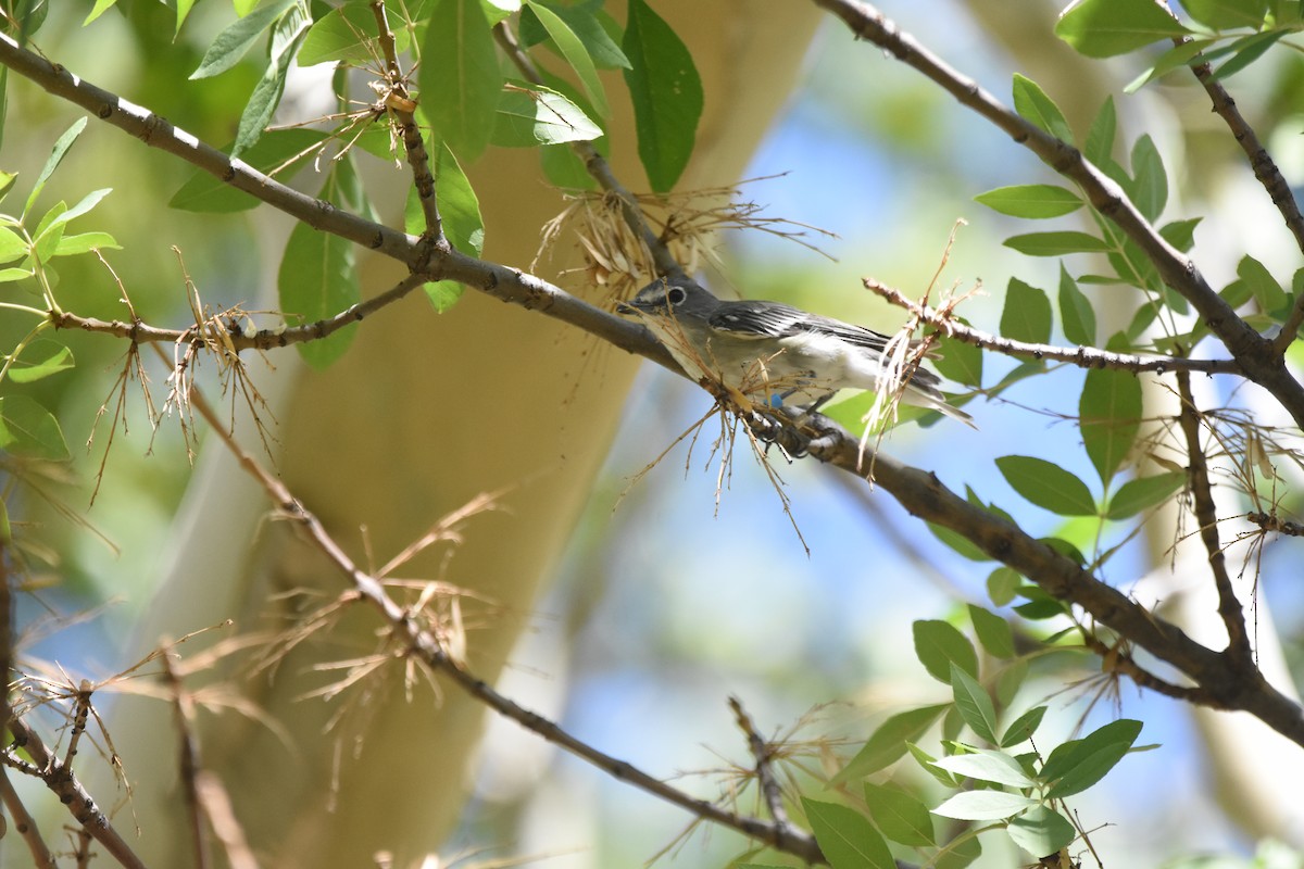 Plumbeous Vireo - ML643853844