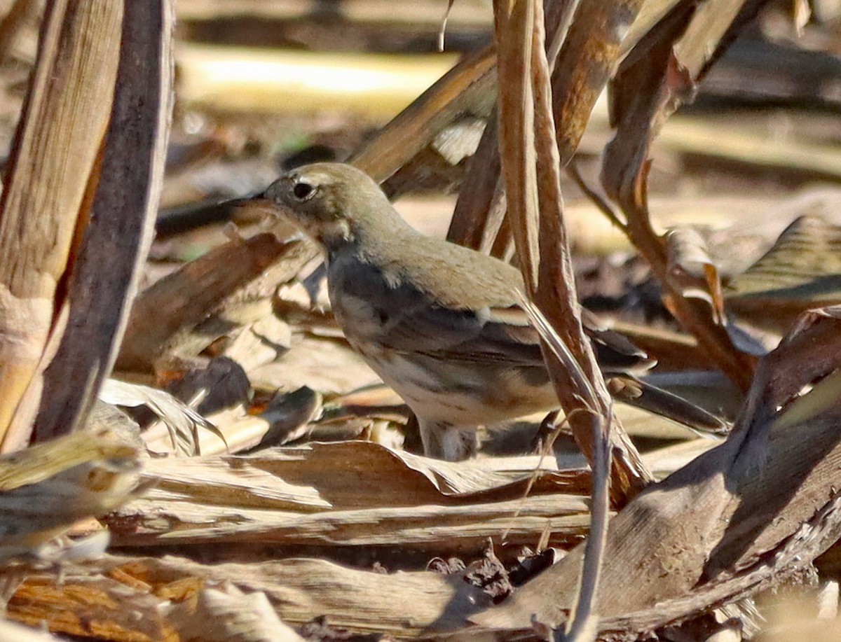 American Pipit - ML643853845
