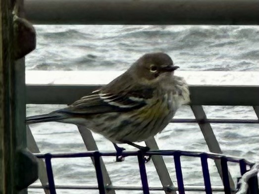 Yellow-rumped Warbler (Myrtle) - ML643853851