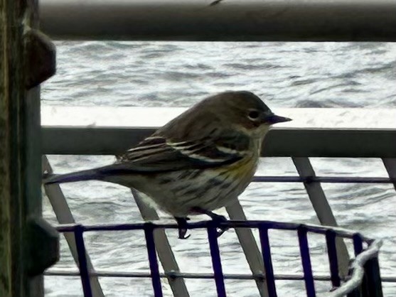 Yellow-rumped Warbler (Myrtle) - ML643853852