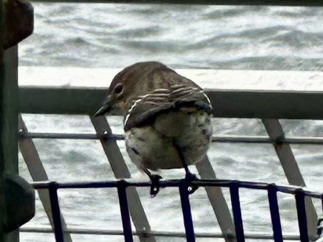 Yellow-rumped Warbler (Myrtle) - ML643853853