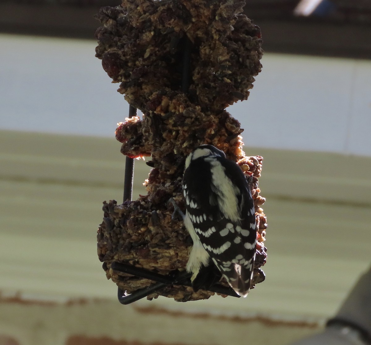 Downy Woodpecker - ML643853857