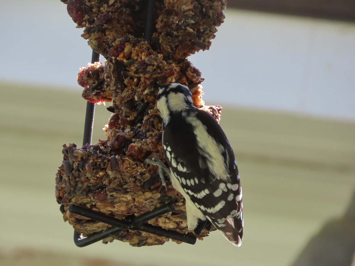 Downy Woodpecker - ML643853858
