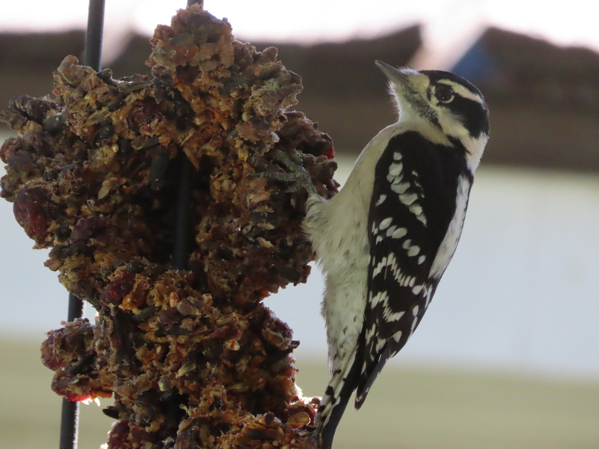Downy Woodpecker - ML643853859
