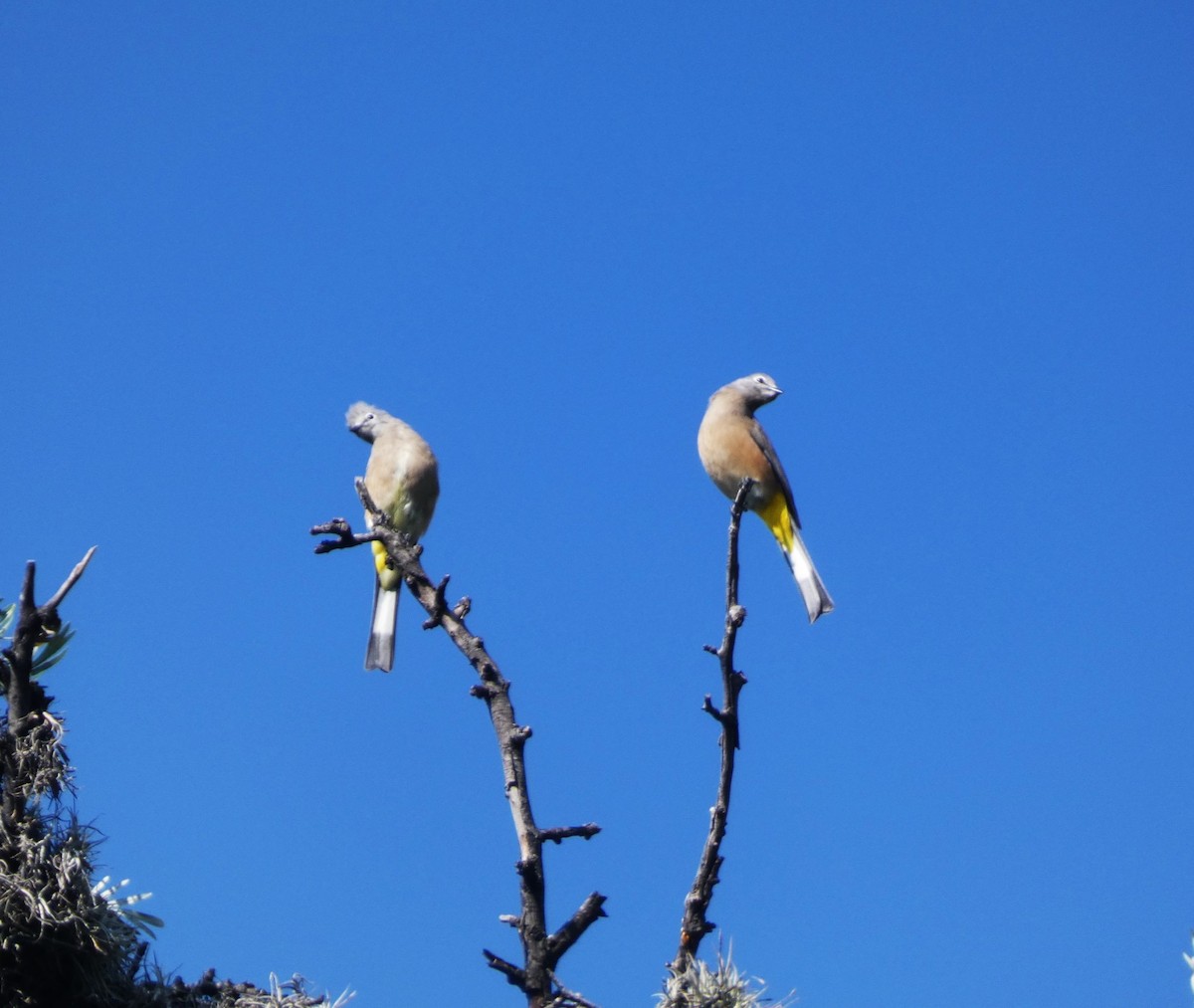 Gray Silky-flycatcher - ML643853860