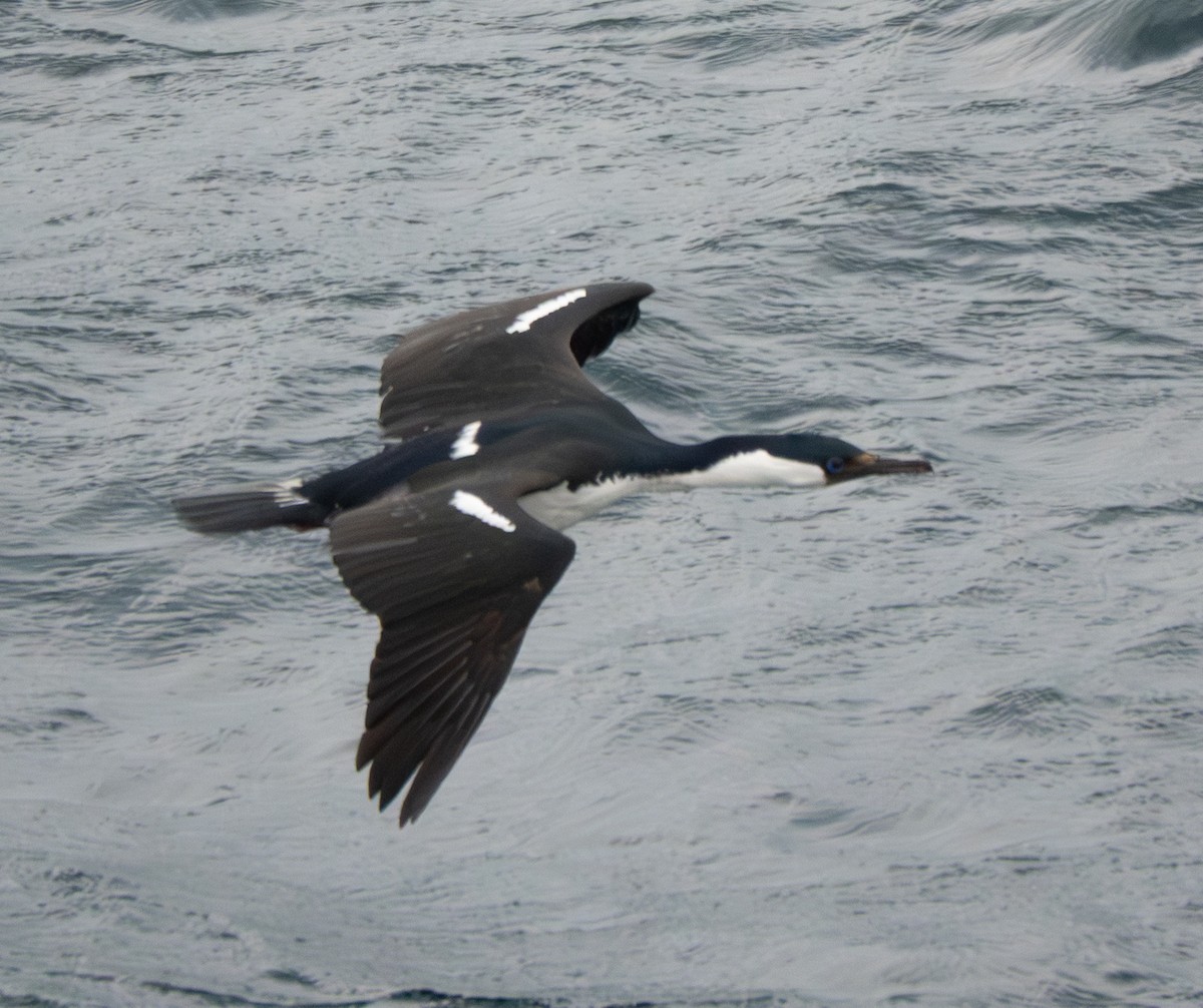Imperial Cormorant - ML643853862