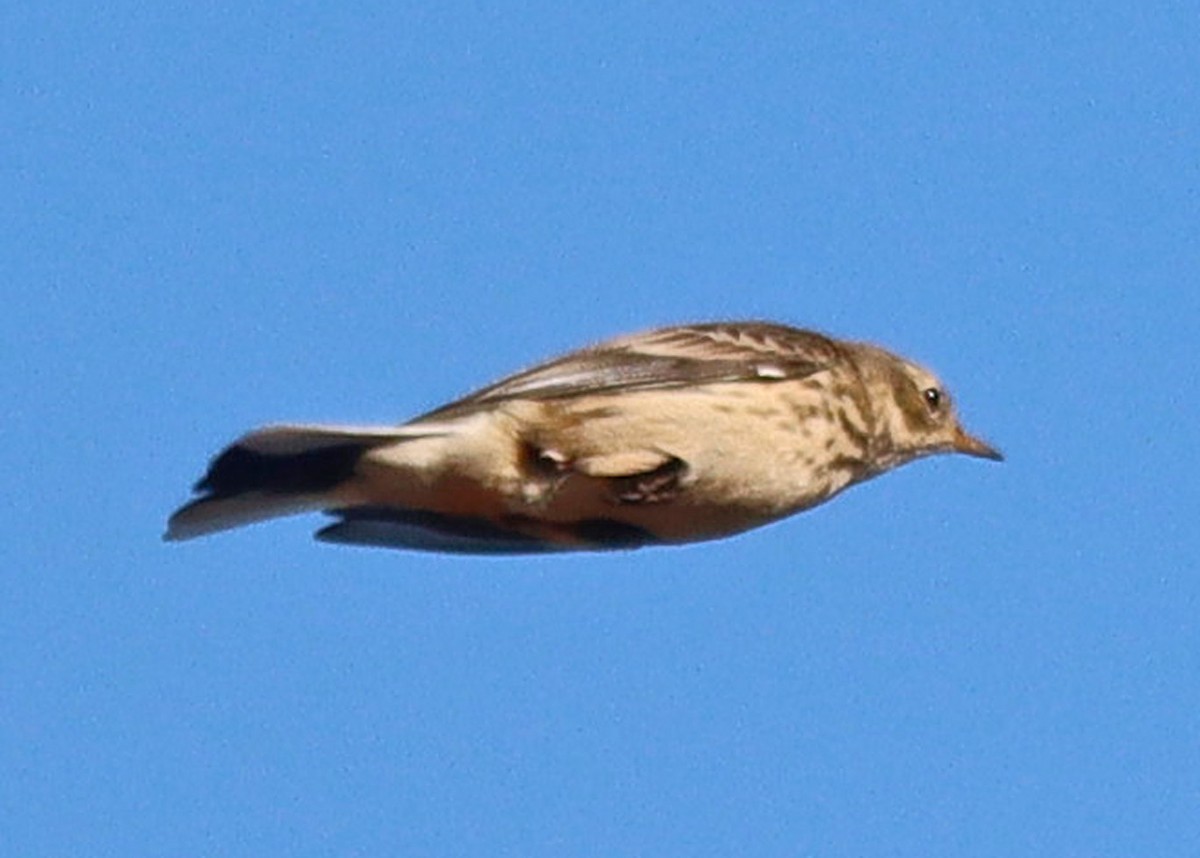 American Pipit - ML643853863