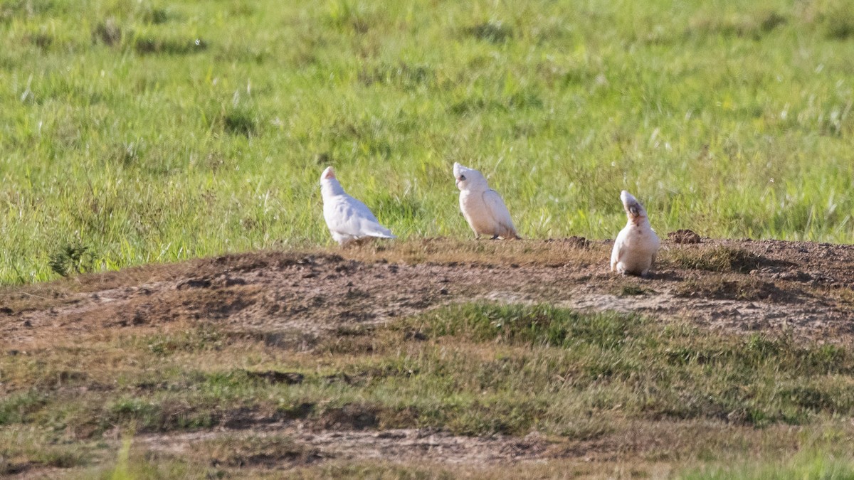 Little Corella - ML643853864