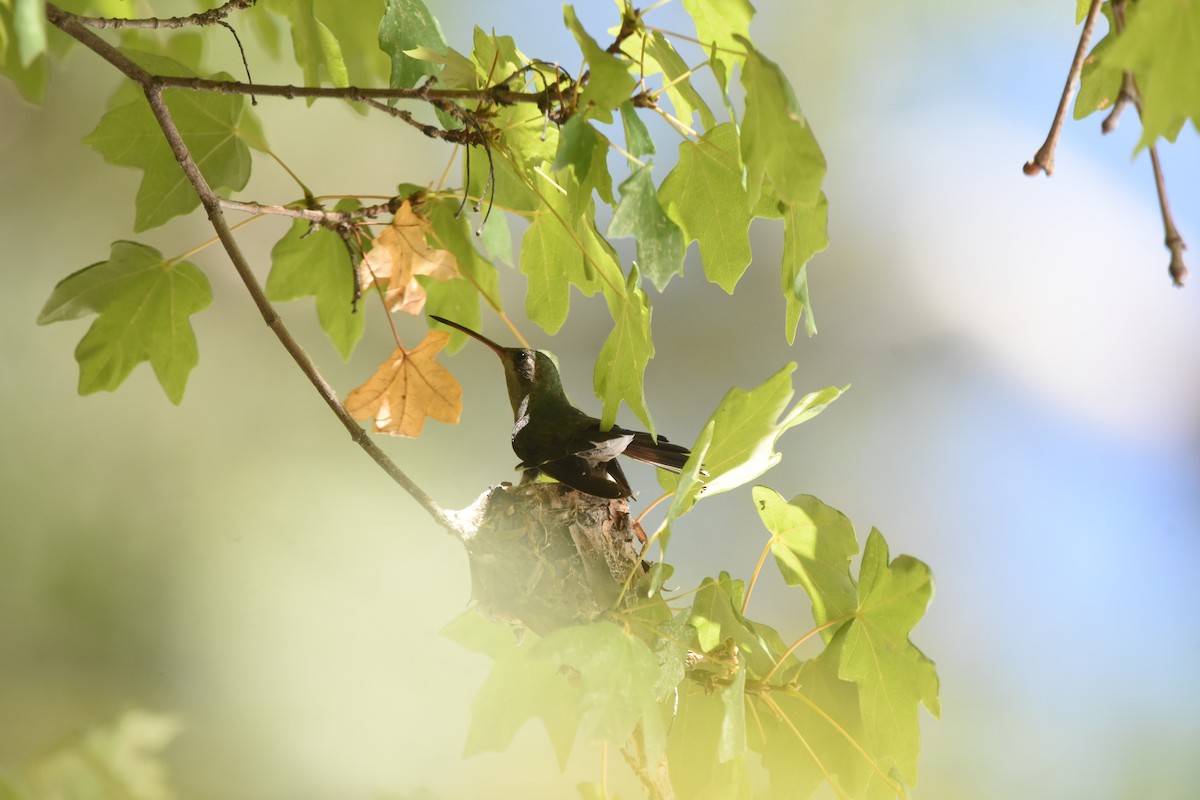Broad-billed Hummingbird - ML643853868