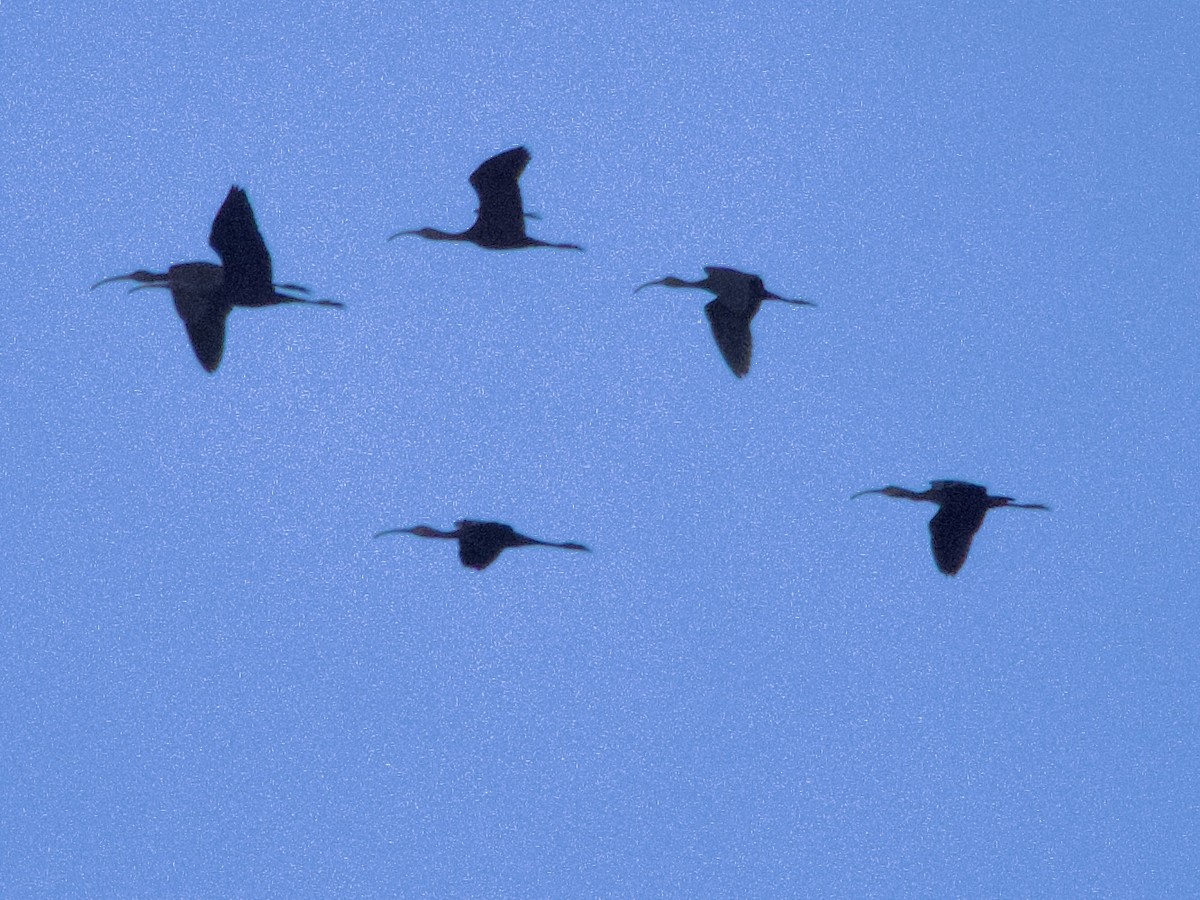 Glossy/White-faced Ibis - ML643853869