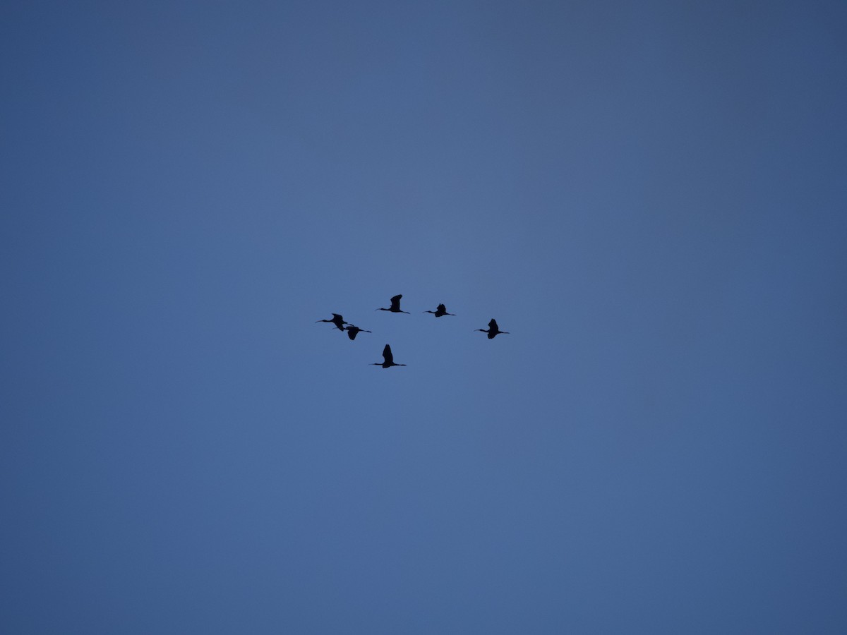 Glossy/White-faced Ibis - ML643853871