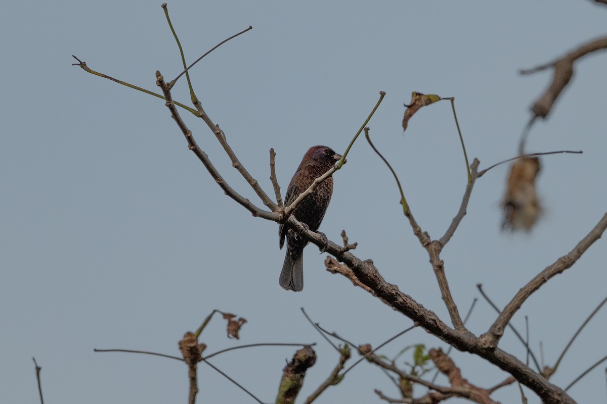 Varied Bunting - ML643853876